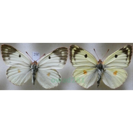 Colias hyale (Linnaeus, 1758) pair Szlaczkoń siarecznik Czech29f